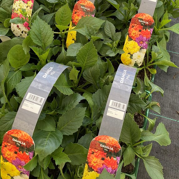 Dahlia Mix 6 pack