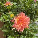 Dahlia Omega