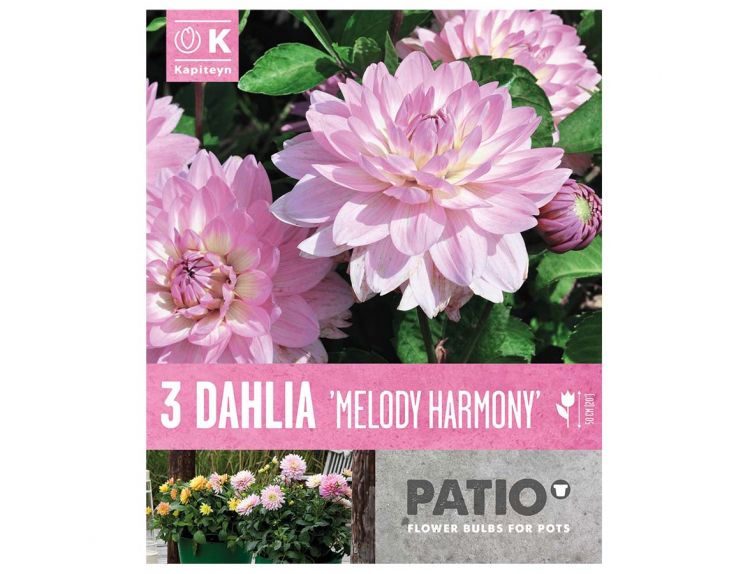 Dahlia Patio Melody Harmony