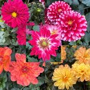 Dahlia Patio Tub 25cm