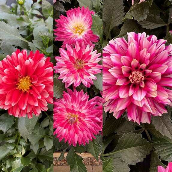 Dahlia Patio Tub 25cm