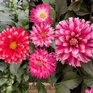 Dahlia Patio Tub 25cm