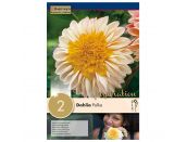 Dahlia Polka