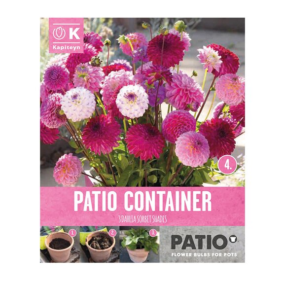 Dahlia Pompom Patio Container Sorbet Shades