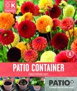 Dahlia Pompom Patio Container Sunshine Shades