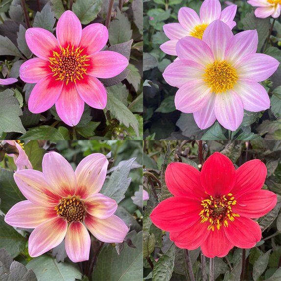 Dahlia 'Royal' mixed 