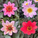 Dahlia 'Royal' mixed 