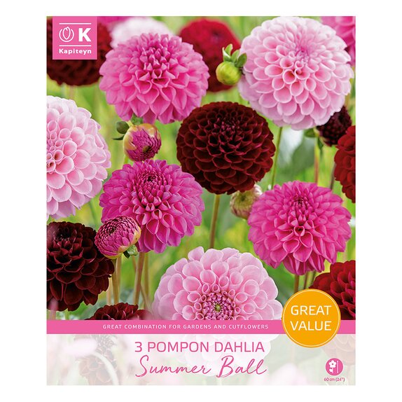 Dahlia Summer Ball Great Value Pack