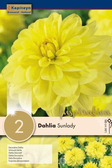 Dahlia Sunlady