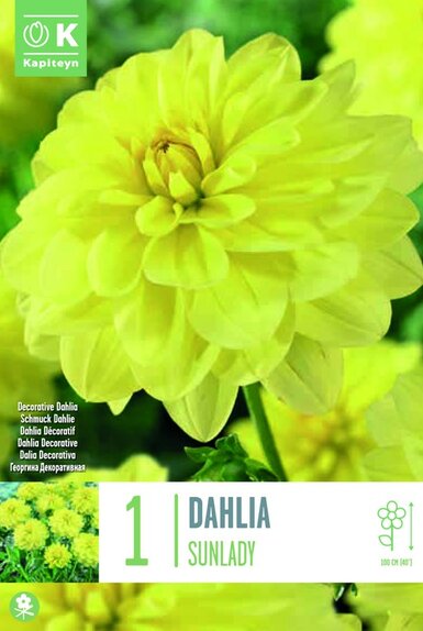 Dahlia Sunlady