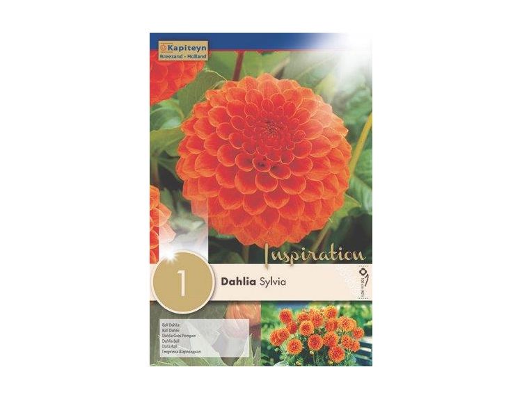Dahlia Sylvia