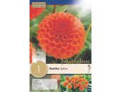 Dahlia Sylvia