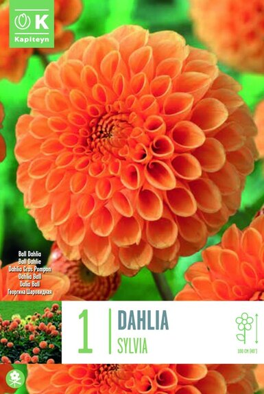 Dahlia Sylvia