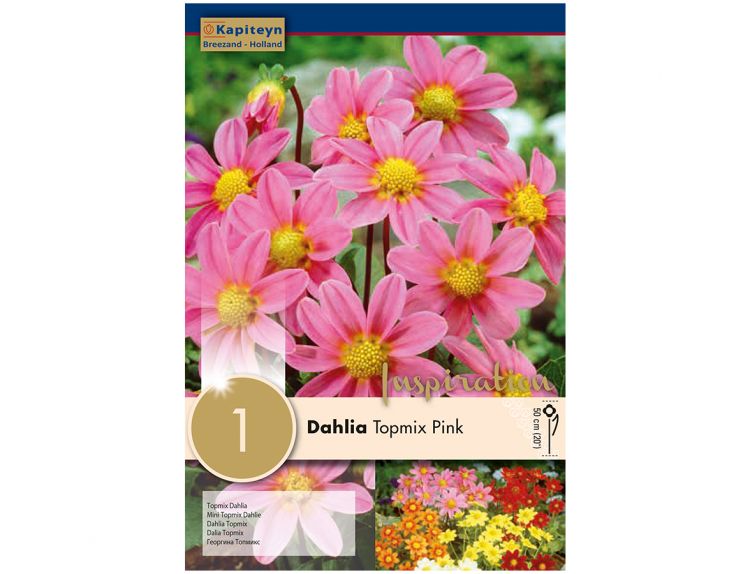 Dahlia Topmix Pink