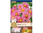 Dahlia Topmix Pink