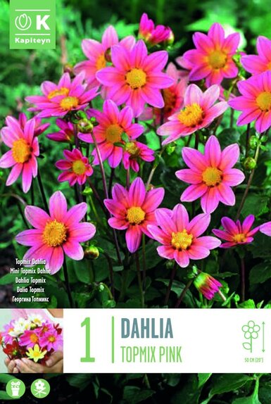 Dahlia Topmix Pink