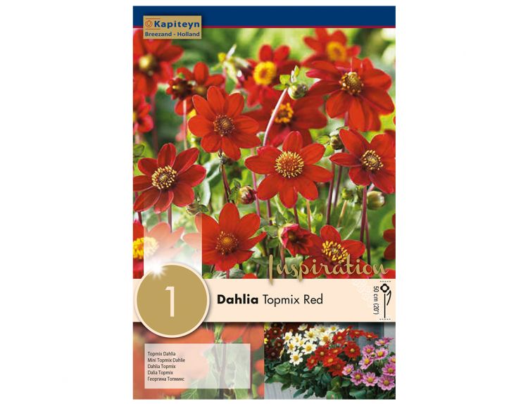 Dahlia Topmix Red