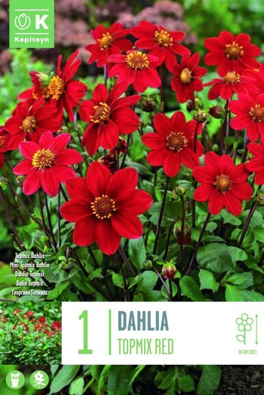 Dahlia Topmix Red