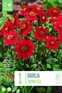 Dahlia Topmix Red