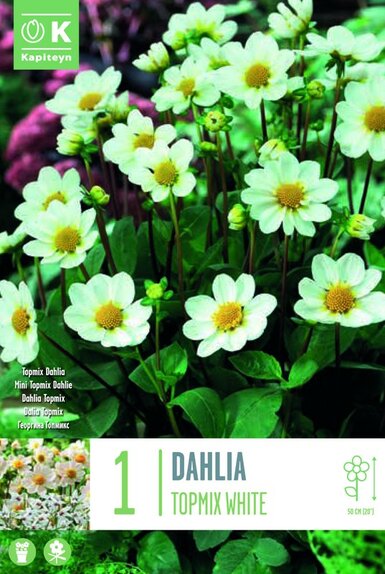 Dahlia Topmix White