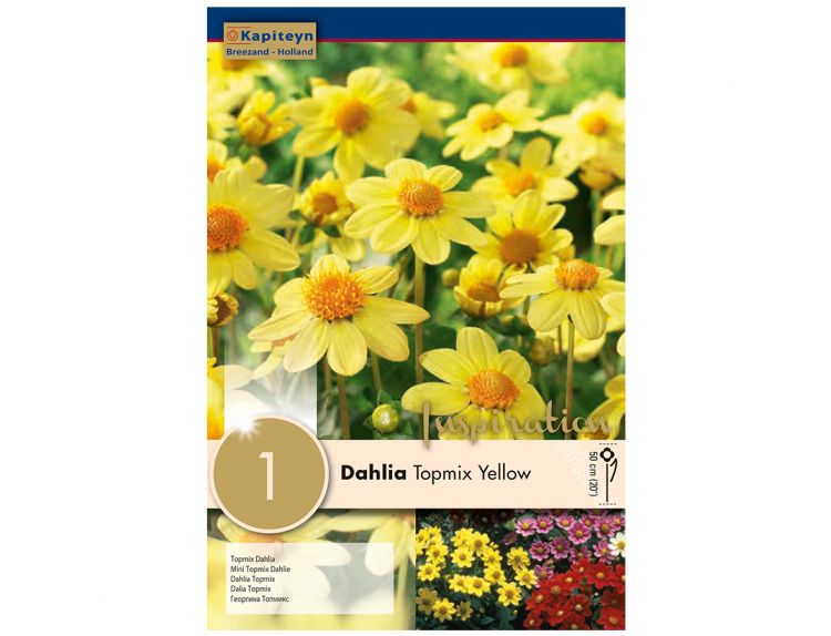 Dahlia Topmix Yellow