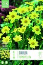 Dahlia Topmix Yellow