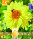 Dahlia Tournesol