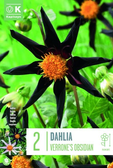 Dahlia Verrone's Obsidian