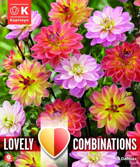 Dahlia Waterlily Lovely Combinations Pacific Blend