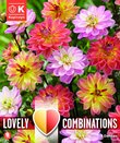 Dahlia Waterlily Lovely Combinations Pacific Blend