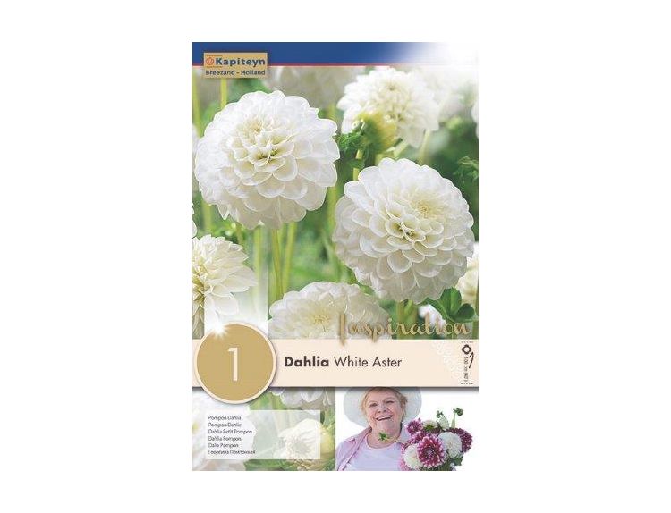 Dahlia White Aster