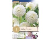 Dahlia White Aster