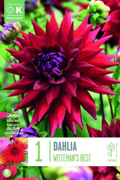 Dahlia Witteman's Best