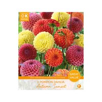Dahlias
