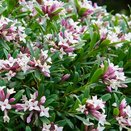 Daphne 'Eternal Fragrance'