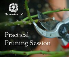 David Austin Rose Pruning Workshop