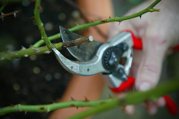 David Austin Rose Pruning Workshop at Betchworth 5pm
