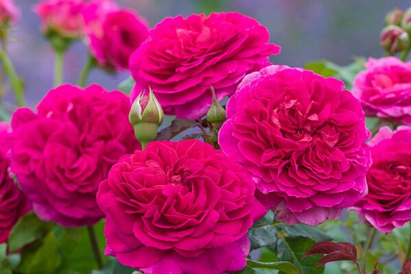 David Austin Rose Pruning Workshop at Godstone 5pm