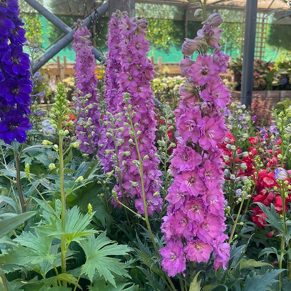 Delphinium Delgenius 'Chantay'