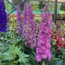 Delphinium Delgenius 'Chantay'