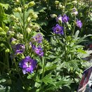 Delphinium Delgenius Glitzy