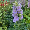 Delphinium Delgenius 'Shelby'