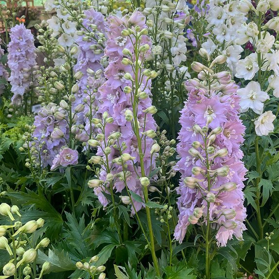Delphinium Fountain Cherry Blossom