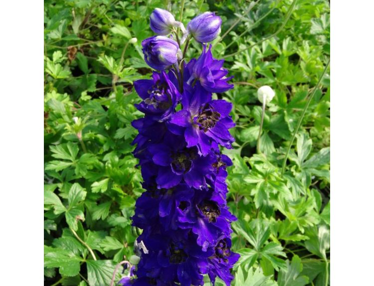 Delphinium Fountain Dark Blue Dark Bee
