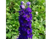 Delphinium Fountain Dark Blue Dark Bee