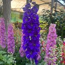 Delphinium Fountain Dark Blue Dark Bee
