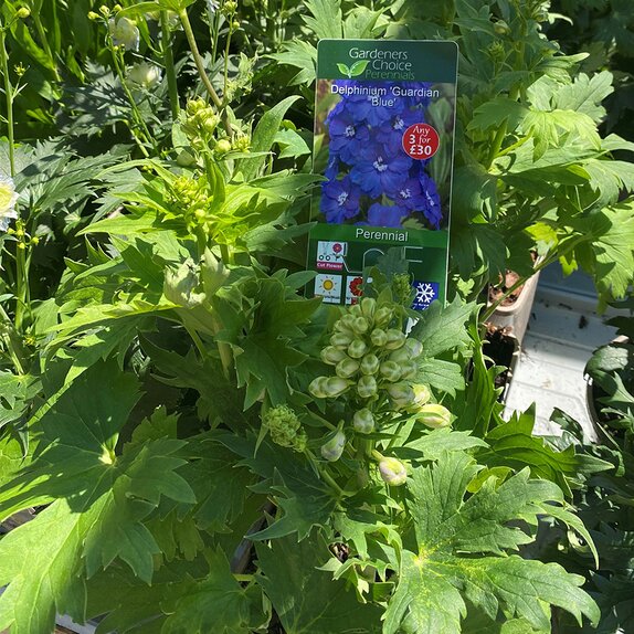 Delphinium 'Guardian Blue'
