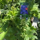 Delphinium 'Guardian Blue'