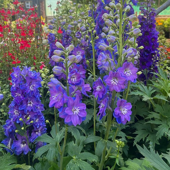 Delphinium 'Guardian Blue'