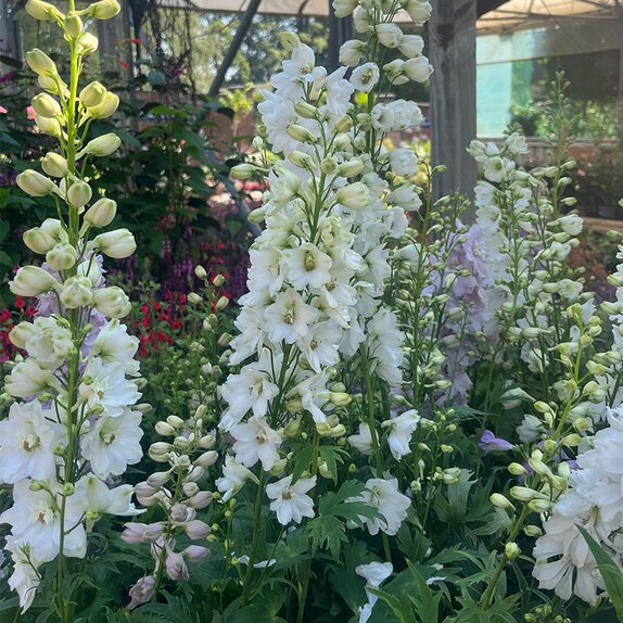 Delphinium 'Guardian White' - image 1